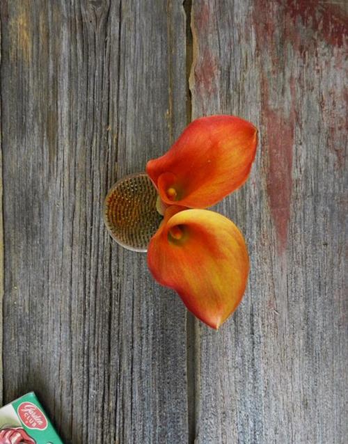 ORANGE MINI CALLAS